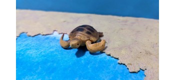 Schildkröte Wasser Modell...